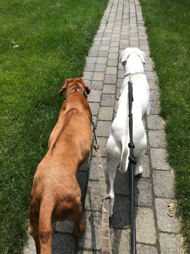 Boonton NJ Dog Walking Service