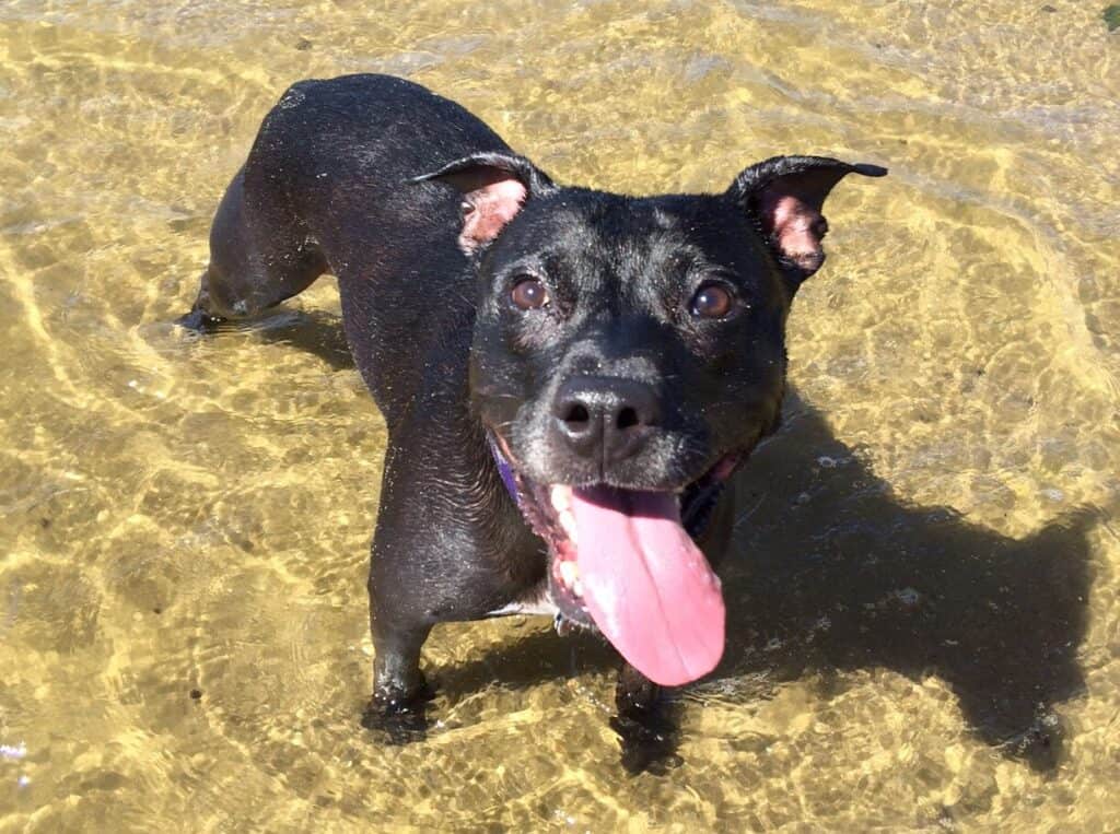 Cool your dog off with a swim