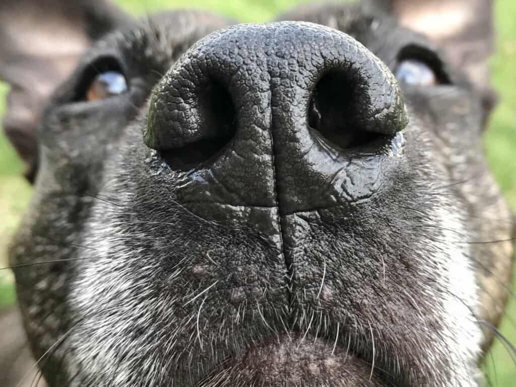 Dog's sense of smell and their amazing noses.