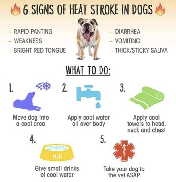 heat stroke in dogs