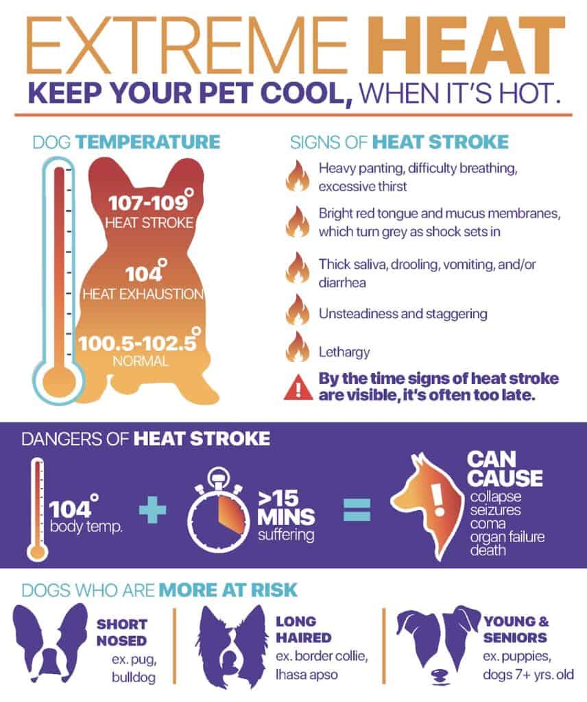 Dog safety in extreme heat