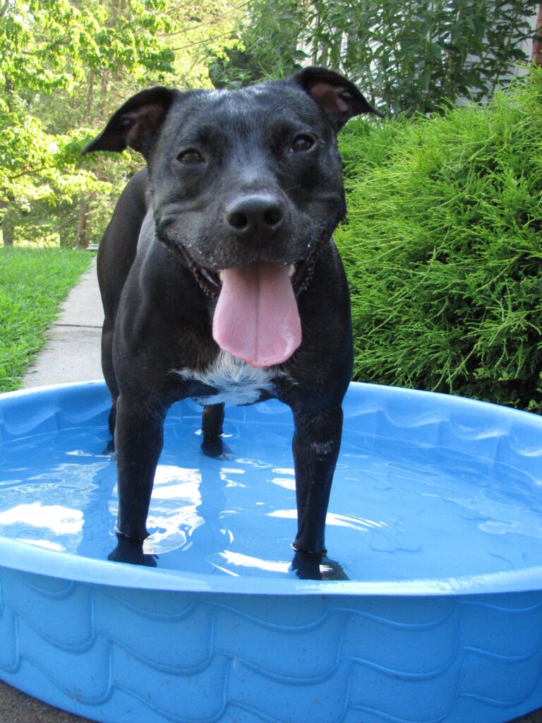 Keeping your dog cool in extreme heat